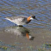 Red-necked phalarope. Adult female in breeding plumage. Svalbard, Norway, June 2019. Image &copy; John Fennell by John Fennell