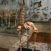 Little bush moa. Mounted skeleton in Otago Museum. Forest Hill, Southland. Image &copy; Alan Tennyson & Otago Museum by Alan Tennyson
