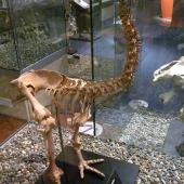 Little bush moa. Mounted skeleton in Otago Museum. Forest Hill, Southland. Image &copy; Alan Tennyson & Otago Museum by Alan Tennyson