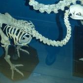 Little bush moa | Moariki. Mounted skeleton in Tring Museum, England. . Image &copy; Alan Tennyson and The Natural History Museum by Alan Tennyson
