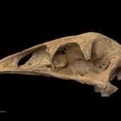 Little bush moa. Skull (lateral). Specimen registration no. S.035274; image no. MA_I251454. Cave near Marble Acre Quarry, Canaan, Takaka Hill (property of Alec Lummis), November 1996. Image &copy; Te Papa See Te Papa website: http://collections.tepapa.govt.nz/objectdetails.aspx?irn=264499&amp;term=S.035274