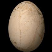 Little bush moa. Egg 165 x 120 mm (NMNZ S.000457, collected by William Hartree. Ruakokoputuna, Martinborough. Image &copy; Te Papa by Jean-Claude Stahl