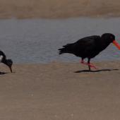 Variable oystercatcher | Tōrea pango. Black morph adult with chick. Northland, January 2008. Image &copy; Peter Reese by Peter Reese