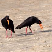 Variable oystercatcher. Black morph adult pair in piping displaying. Northland, January 2008. Image &copy; Peter Reese by Peter Reese