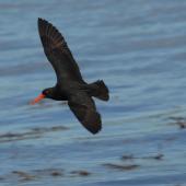 Variable oystercatcher. Dorsal view of black morph adult in flight. Mana Island, November 2009. Image &copy; Peter Reese by Peter Reese