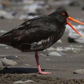 Variable oystercatcher. Intermediate morph adult. Whanganui, October 2010. Image &copy; Ormond Torr by Ormond Torr