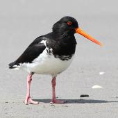 Variable oystercatcher. Adult pied morph. Whanganui, January 2016. Image &copy; Ormond Torr by Ormond Torr