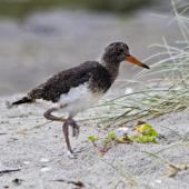 Variable oystercatcher. Pied morph chick. Pukehina, January 2012. Image &copy; Raewyn Adams by Raewyn Adams