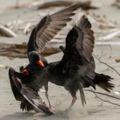 Variable oystercatcher. Adults disputing territory. Waikanae River estuary, October 2017. Image &copy; Roger Smith by Roger Smith