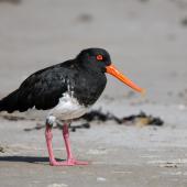 Variable oystercatcher | Tōrea pango. Adult, pied morph. Great Barrier Island, March 2019. Image &copy; Mark Lethlean by Mark Lethlean