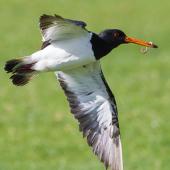 South Island pied oystercatcher. Adult in flight with worm taken from pasture. Ambury Regional Park, August 2013. Image &copy; Bruce Buckman by Bruce Buckman http://www.flickr.com/photos/brunonz/