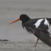 South Island pied oystercatcher. Adult stretching wing. Ashley estuary,  Canterbury, November 2012. Image &copy; Steve Attwood by Steve Attwood http://stevex2.wordpress.com/