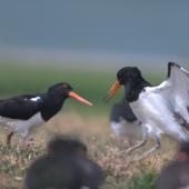 South Island pied oystercatcher. Adults fighting. Mangere Bridge, December 2015. Image &copy; George Curzon-Hobson by George Curzon-Hobson