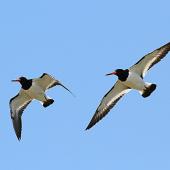 South Island pied oystercatcher | Tōrea. Adults in flight, ventral view. Whangaehu River estuary, February 2015. Image &copy; Ormond Torr by Ormond Torr