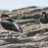 South Island pied oystercatcher | Tōrea. Adults showing front and rear views. Napier, November 2009. Image &copy; Dick Porter by Dick Porter