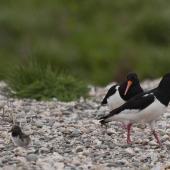 South Island pied oystercatcher. Pair with chick. Mataura River, Southland, September 2012. Image &copy; Glenda Rees by Glenda Rees http://www.flickr.com/photos/nzsamphotofanatic/