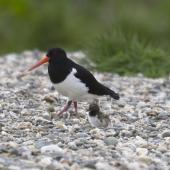 South Island pied oystercatcher. Adult with chick. Mataura River, Eastern Southland, September 2012. Image &copy; Glenda Rees by Glenda Rees http://www.flickr.com/photos/nzsamphotofanatic/
