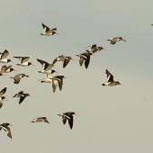 South Island pied oystercatcher. Flock in flight. Wanganui, January 2010. Image &copy; Ormond Torr by Ormond Torr