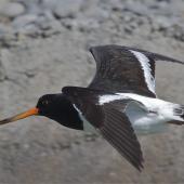 South Island pied oystercatcher. Sub-adult in flight, dorsal view. Avon-Heathcote estuary, March 2014. Image &copy; Steve Attwood by Steve Attwood http://www.flickr.com/photos/stevex2/