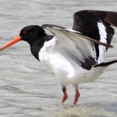 South Island pied oystercatcher | Tōrea. Adult showing underwing. Boulder Bank, Nelson, January 2008. Image &copy; Rebecca Bowater by Rebecca Bowater  FPSNZ www.floraandfauna.co.nz