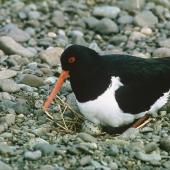 South Island pied oystercatcher. Adult on nest with egg. Waituna Wetlands Scientific Reserve. Image &copy; Department of Conservation (image ref: 10048683) by Gordon Watson, Department of Conservation