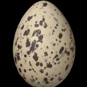 Chatham Island oystercatcher. Egg 54.6 x 38.4 mm (NMNZ OR.023338, collected by Don Merton). Mangere Island, January 1984. Image &copy; Te Papa by Jean-Claude Stahl