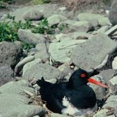 Chatham Island oystercatcher. Adult on nest. Mangere Island, Chatham Islands, November 1982. Image &copy; Department of Conservation (image ref: 10033444) by Dave Crouchley, Department of Conservation Courtesy of Department of Conservation