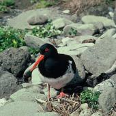 Chatham Island oystercatcher. Adult at nest with three eggs. Mangere Island, Chatham Islands, November 1982. Image &copy; Department of Conservation (image ref: 10033442) by Dave Crouchley, Department of Conservation Courtesy of Department of Conservation
