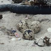 Chatham Island oystercatcher. Nest with three eggs. Tioriori, Chatham Island. Image &copy; Department of Conservation (image ref: 10051875) by Cath Gilmour, Department of Conservation Courtesy of Department of Conservation