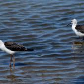 Pied stilt. Two juveniles. Christchurch, December 2006. Image &copy; Peter Reese by Peter Reese