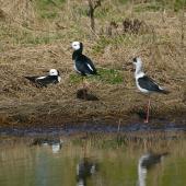 Pied stilt. Adult pair with juvenile (on right). . Image &copy; Noel Knight by Noel Knight