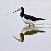 Pied stilt. Adult wading. Pakiri Beach, April 2012. Image &copy; Raewyn Adams by Raewyn Adams