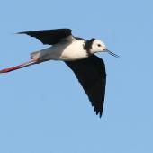 Pied stilt | Poaka. Ventral view of adult in flight. Wanganui, December 2008. Image &copy; Ormond Torr by Ormond Torr