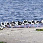 Pied stilt | Poaka. Roosting at high tide. Katikati, July 2012. Image &copy; Raewyn Adams by Raewyn Adams