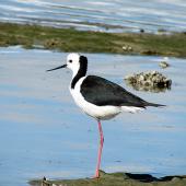 Pied stilt | Poaka. Adult resting on one leg. Pahi,  Kaipara Harbour, August 2012. Image &copy; Thomas Musson by Thomas Musson