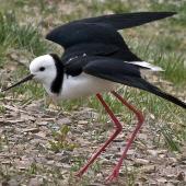 Pied stilt. Adult protecting nest. Nelson sewage ponds, April 2009. Image &copy; Rebecca Bowater by Rebecca Bowater  FPSNZ www.floraandfauna.co.nz