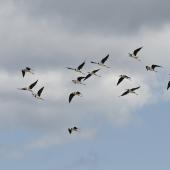 Pied stilt. Ventral view of flock in flight. Great Barrier Island. Image &copy; Eugene Polkan by Eugene Polkan