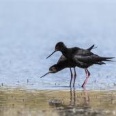Kakī | Black stilt. Male moves around female several times including slapping the water with its bill before mating. , December 2017. Image &copy; Kathy Reid by Kathy Reid kathyreidphotography.com