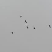 Kakī | Black stilt. Captive-reared juveniles flying after release into wild. Near Twizel, February 2006. Image &copy; Josie Galbraith by Josie Galbraith