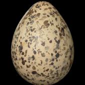 Black stilt. Egg 42.7 x 32.0 mm (NMNZ OR.021526, collected by Robert Falla). Ohau River, South Canterbury, November 1969. Image &copy; Te Papa by Jean-Claude Stahl