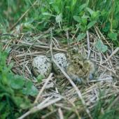 Kakī | Black stilt. Nest containing two eggs and a chick. McKenzie basin. Image &copy; Department of Conservation (image ref: 10024077) by Dave Murray, Department of Conservation Courtesy of Department of Conservation