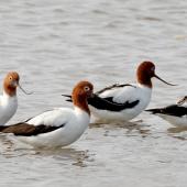 Red-necked avocet | Piwari. Four adults. Stockton Sandspit New South Wales Australia, October 2023. Image &copy; Rebecca Bowater by Rebecca Bowater www.floraandfauna.co.nz