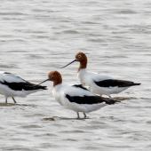 Red-necked avocet | Piwari. Three adults. Stockton Spit New South Wales Australia, October 2023. Image &copy; Rebecca Bowater by Rebecca Bowater www.floraandfauna.co.nz