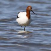 Red-necked avocet | Piwari. Adult. Goolwa, South Australia, October 2015. Image &copy; John Fennell by John Fennell