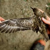 Pacific golden plover. Caught at roost site at night. Curtis Island, October 1989. Image &copy; Graeme Taylor by Graeme Taylor
