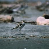 Pacific golden plover. Adult soon after its return to New Zealand. Manawatu River estuary, October 1992. Image &copy; Peter Reese by Peter Reese
