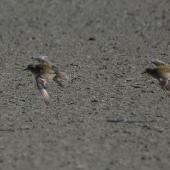 Pacific golden plover | Kuriri. Moulting adults in flight. Mataitai shellbanks,  Clevedon-Kawakawa Bay Road. Image &copy; Noel Knight by Noel Knight