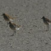 Pacific golden plover. Adults in moult. Mataitai shellbanks,  Clevedon-Kawakawa Bay Road. Image &copy; Noel Knight by Noel Knight
