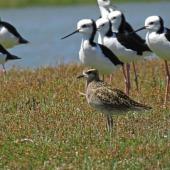 Pacific golden plover | Kuriri. Non-breeding adult with pied stilts. Manawatu River estuary, January 2013. Image &copy; Roger Smith by Roger Smith