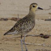 Pacific golden plover. Adult in non-breeding plumage. South-east Queensland, December 2013. Image &copy; Dorothy Pashniak by Dorothy Pashniak